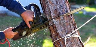 Reliable Dunlap, OH Tree Care Solutions