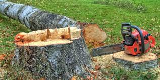 How Our Tree Care Process Works  in  Dunlap, OH