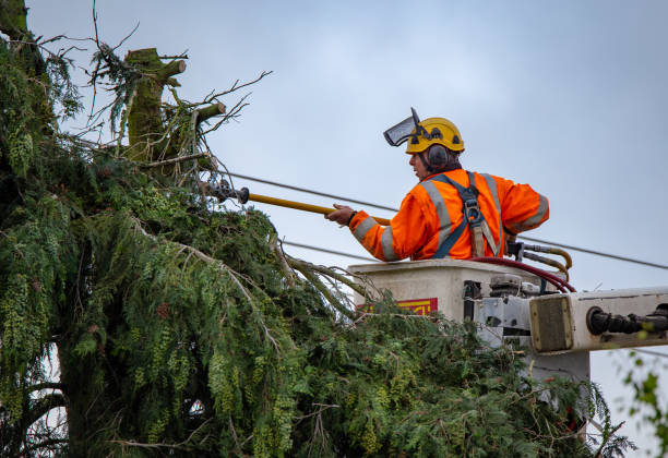 How Our Tree Care Process Works  in  Dunlap, OH